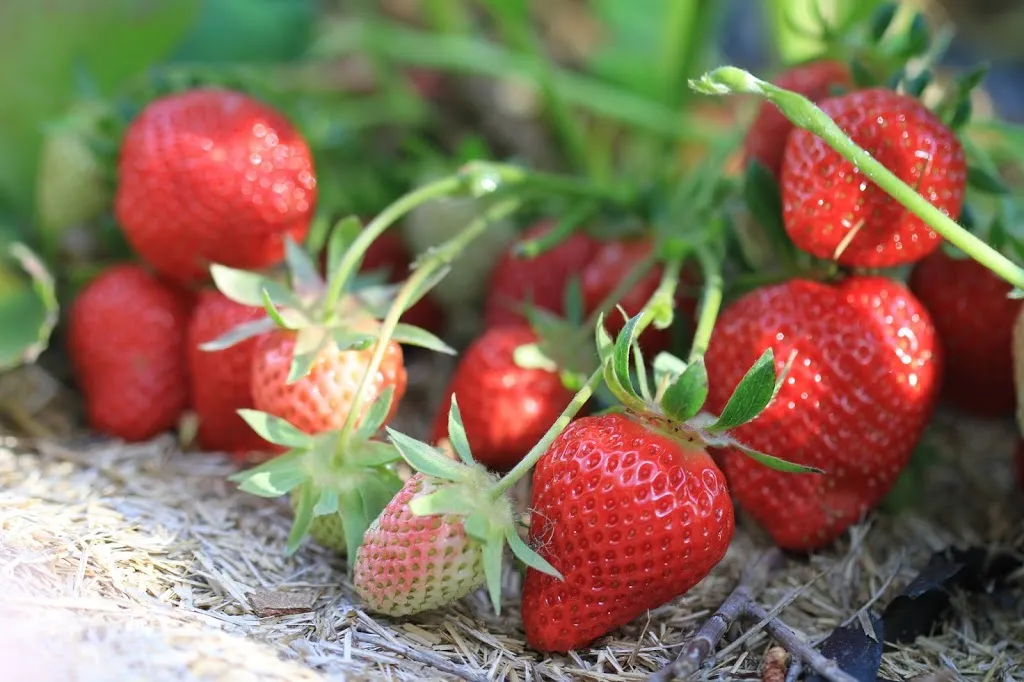 Fraise cléry