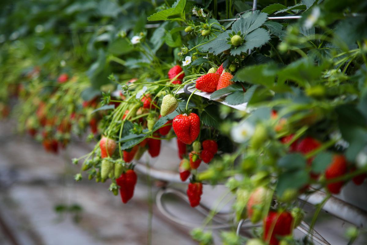 Fraise mariguette